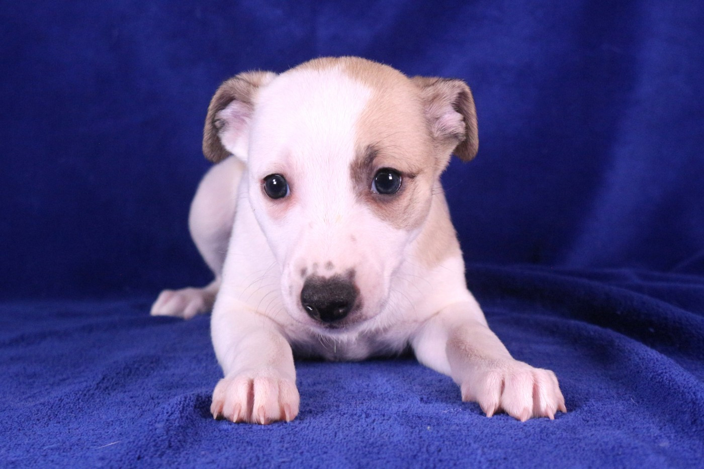 Of Royal Fragrance - Chiots disponibles - Whippet