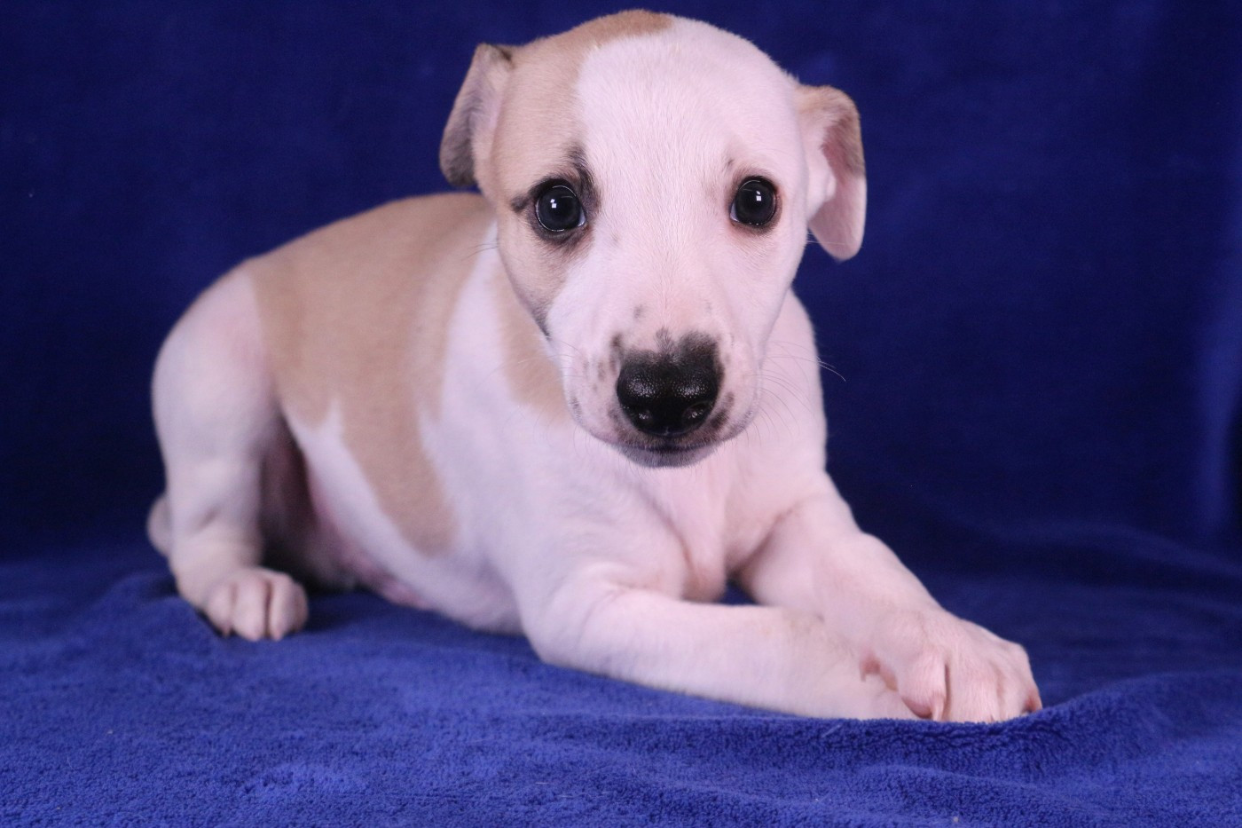 Of Royal Fragrance - Chiots disponibles - Whippet