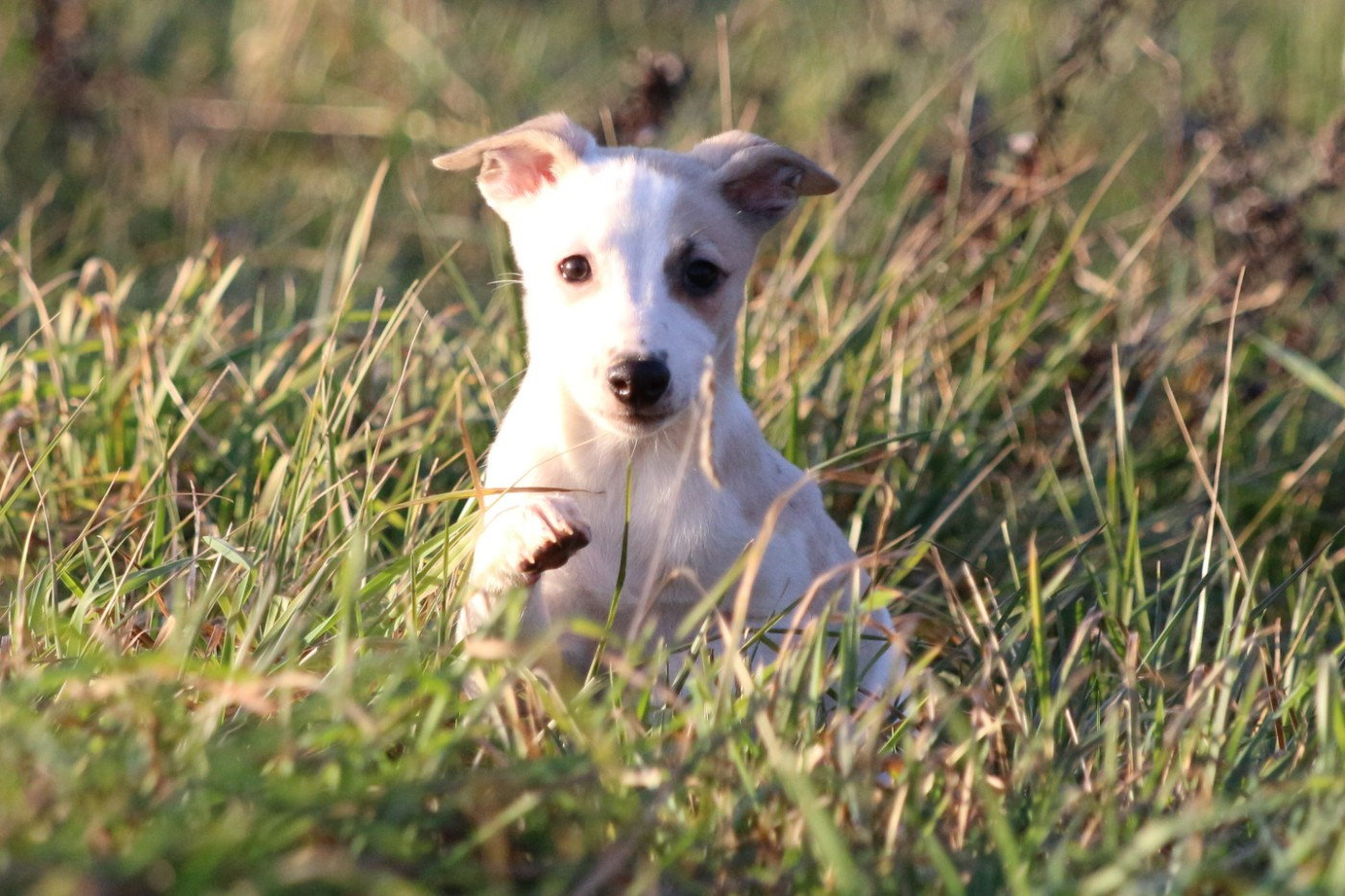 Of Royal Fragrance - Chiots disponibles - Whippet