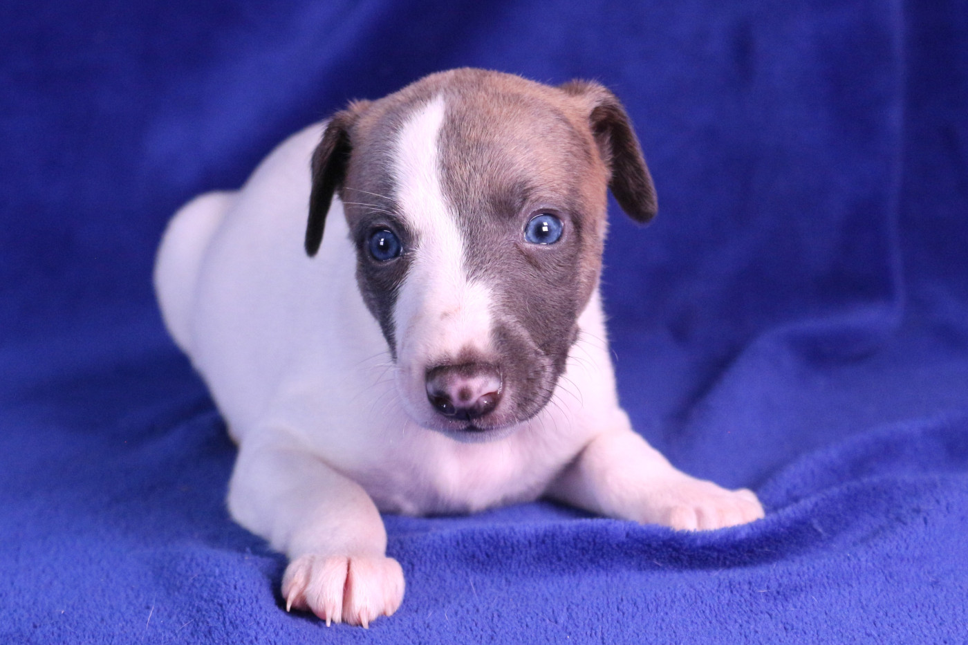 Of Royal Fragrance - Chiots disponibles - Whippet