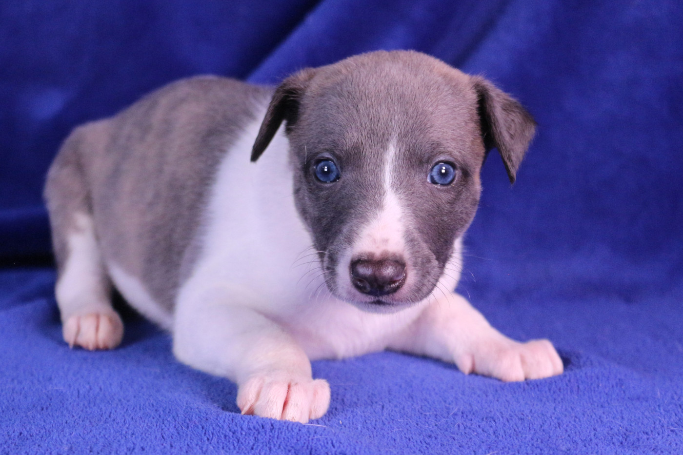 Of Royal Fragrance - Chiots disponibles - Whippet