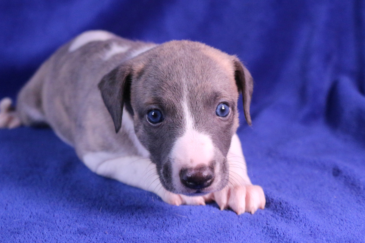 Of Royal Fragrance - Chiots disponibles - Whippet