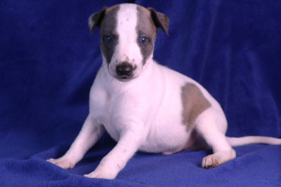 Bowie